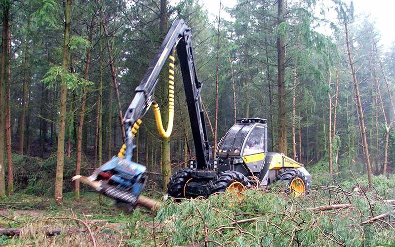 duurzaam bosbeheer